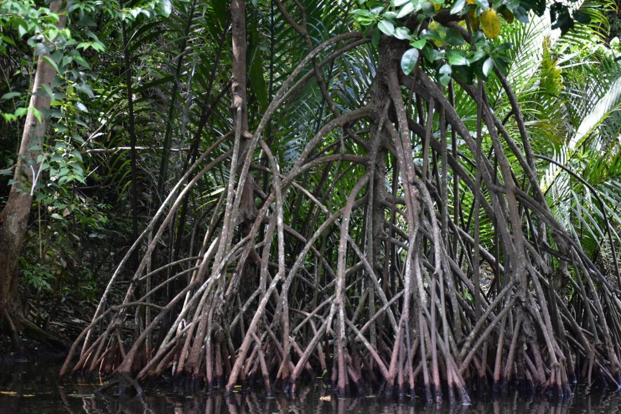 Kasijala Kampoeng Karst Rammang Rammang 게스트하우스 외부 사진
